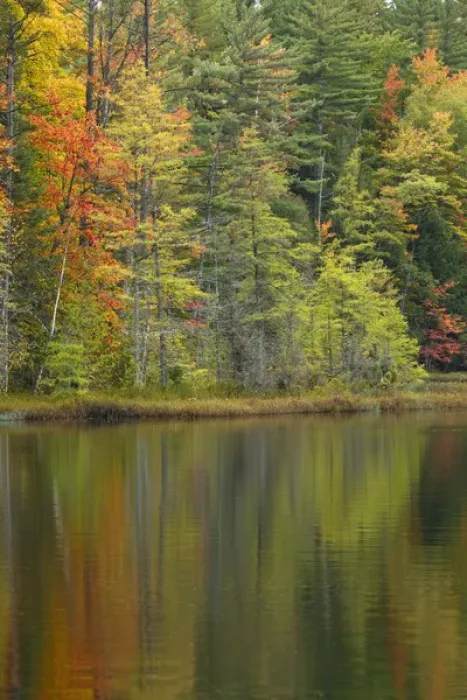 Framed Print : Fall colors on shoreline of Irwin Lake, Hiawatha National Forest, Alger County, Upper