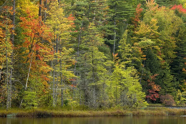 Fall colors on shoreline of Irwin Lake, Hiawatha National Forest, Alger County, Upper