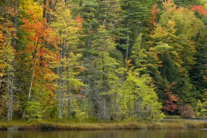 Framed Print : Fall colors on shoreline of Irwin Lake, Hiawatha National Forest, Alger County, Upper Framed Print : Fall colors on shoreline of Irwin Lake, Hiawatha National Forest, Alger County, Upper