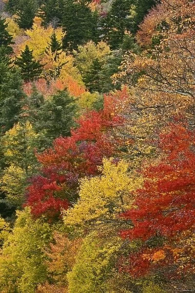Fall colors in the southern Appalachian Mountains near Grandfather Mountain, North