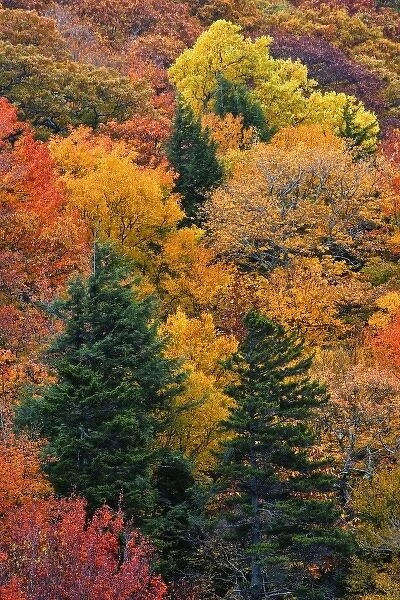 Fall colors in the southern Appalachian Mountains near Grandfather Mountain, North