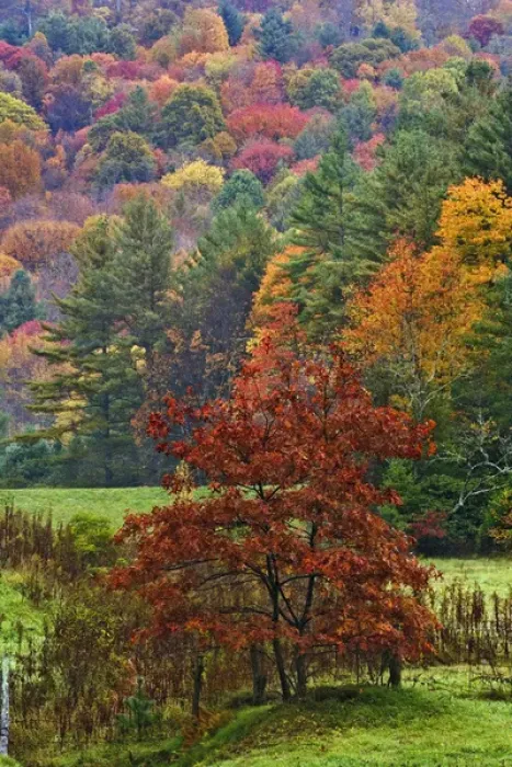 Framed Print : Fall colors in the southern Appalachian Mountains near Grandfather Mountain, North
