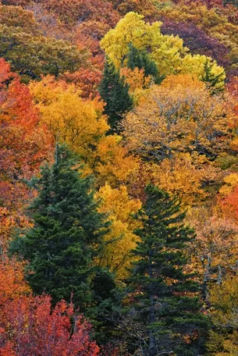 Framed Print : Fall colors in the southern Appalachian Mountains near Grandfather Mountain, North Framed Print : Fall colors in the southern Appalachian Mountains near Grandfather Mountain, North