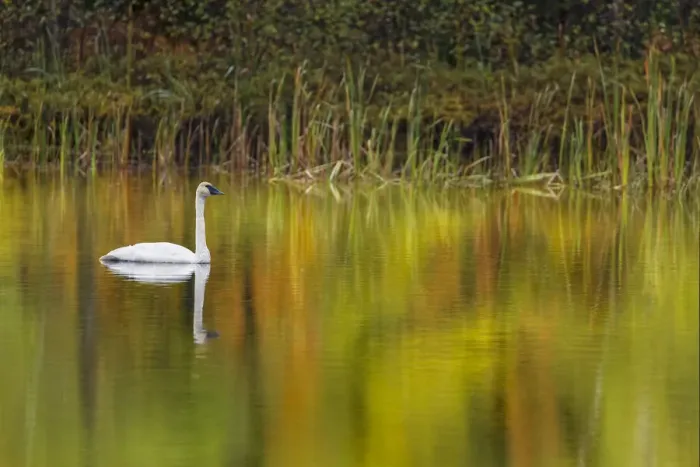 Framed Print : Fall colors and Trumpeter Swan, Council Lake, Hiawatha National Forest