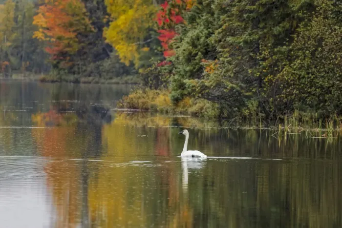 Framed Print : Fall colors and Trumpeter Swan, Council Lake, Hiawatha National Forest Framed Print : Fall colors and Trumpeter Swan, Council Lake, Hiawatha National Forest