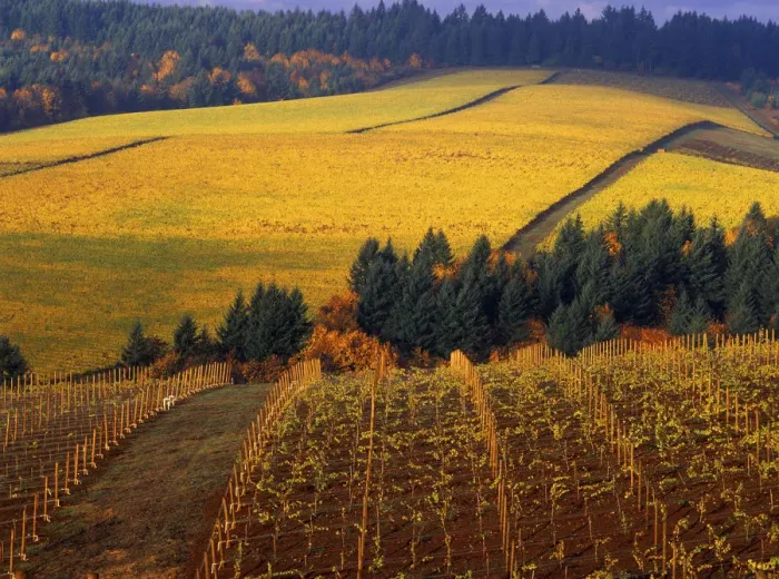 Framed Print : Fall colors in vineyards of the Red Hills above Dundee, Oregon Framed Print : Fall colors in vineyards of the Red Hills above Dundee, Oregon