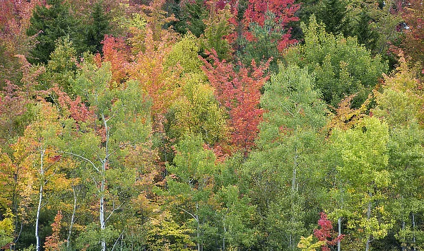 Fall colors in the White Mountains, New Hampshire