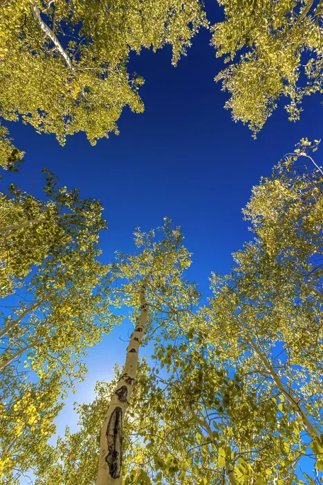 Framed Print : With Fall coming, an aspen grove slowly goes from green to yellow leaves