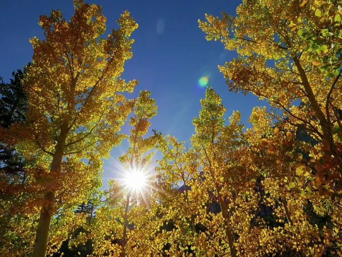 Framed Print : Fall, Eastern Sierras, Bishop, California Framed Print : Fall, Eastern Sierras, Bishop, California