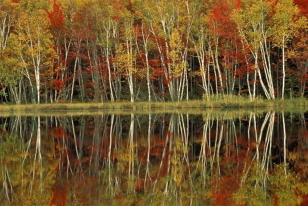 Fall Foliage and Birch Reflections; Hiawatha National Forest, Council Lake; Wetmore