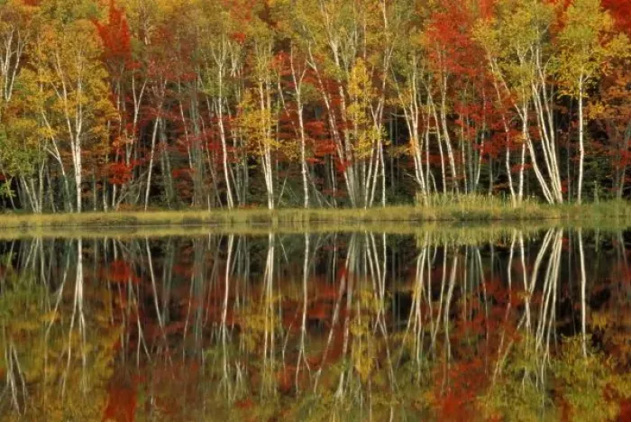 Framed Print : Fall Foliage and Birch Reflections; Hiawatha National Forest, Council Lake; Wetmore Framed Print : Fall Foliage and Birch Reflections; Hiawatha National Forest, Council Lake; Wetmore