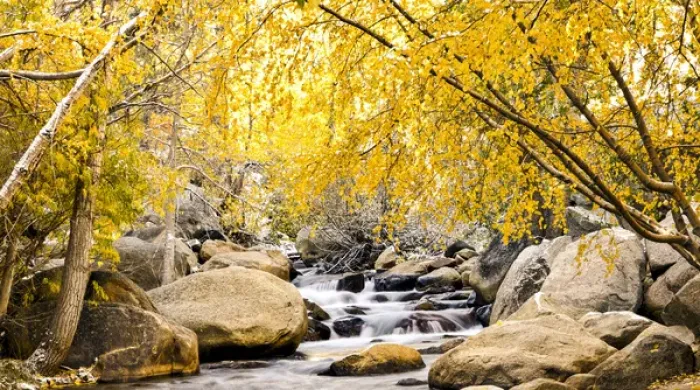 Framed Print : Fall foliage at creek, Eastern Sierra foothills, California, US Framed Print : Fall foliage at creek, Eastern Sierra foothills, California, US