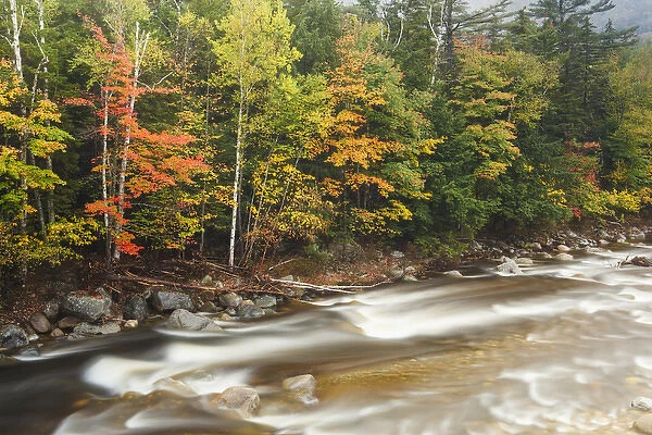 Fall foliage along the East Branch of the Pemigewasset River in New Hampshire s