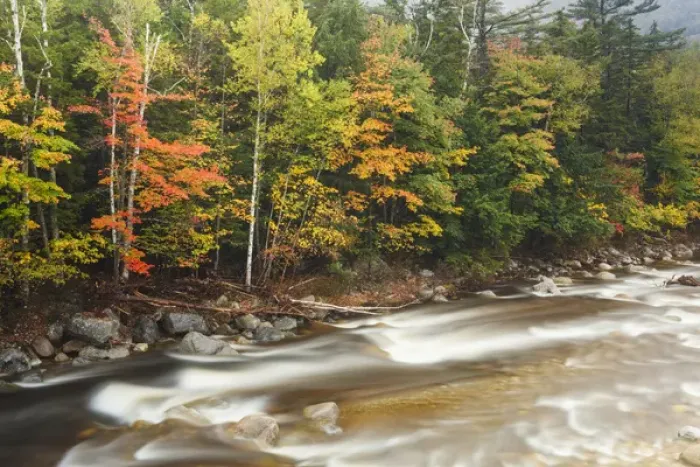 Framed Print : Fall foliage along the East Branch of the Pemigewasset River in New Hampshire s Framed Print : Fall foliage along the East Branch of the Pemigewasset River in New Hampshire s