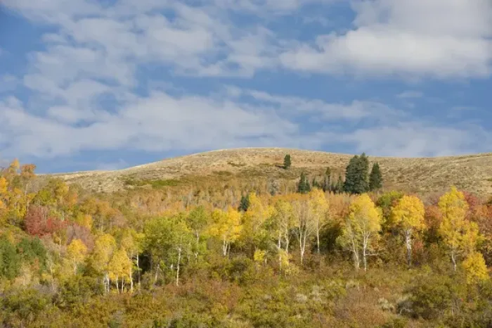 Framed Print : Fall foliage in East Canyon, Uintah-Wasatch Cache National Forest, near Park City Framed Print : Fall foliage in East Canyon, Uintah-Wasatch Cache National Forest, near Park City