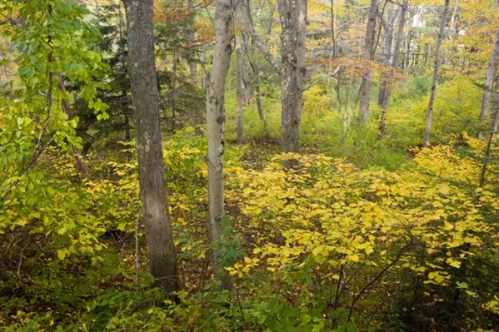 Framed Print : Fall foliage in a forest at the Benjamin Farm in Scarborough, Maine Framed Print : Fall foliage in a forest at the Benjamin Farm in Scarborough, Maine