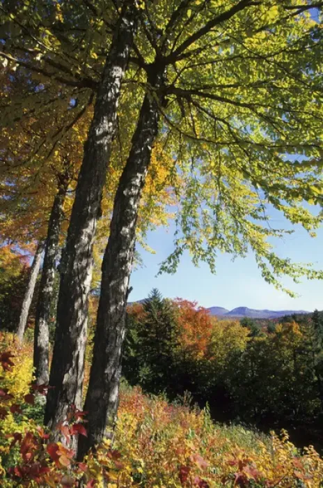 Framed Print : Fall foliage along Kancamagus Highway, White Mountain National Forest, New Hampshire Framed Print : Fall foliage along Kancamagus Highway, White Mountain National Forest, New Hampshire