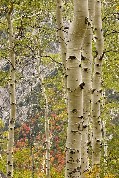 Fall Foliage in Little Cottonwood Canyon, Red Pine Trail, Wasatch-Cache National Forest