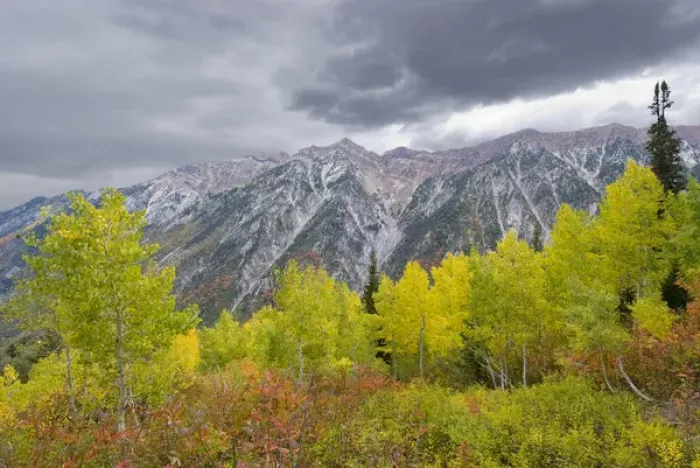 Framed Print : Fall Foliage in Little Cottonwood Canyon, Red Pine Trail, Wasatch-Cache National Forest Framed Print : Fall Foliage in Little Cottonwood Canyon, Red Pine Trail, Wasatch-Cache National Forest