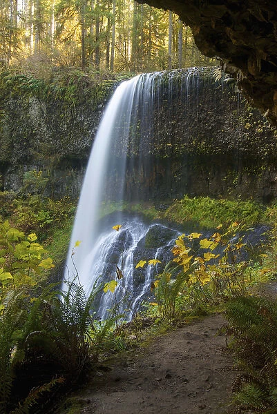 Fall Foliage, Lower South Falls, Silver Falls State Park, Oregon
