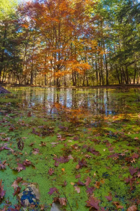 Framed Print : Fall foliage reflection in lake water