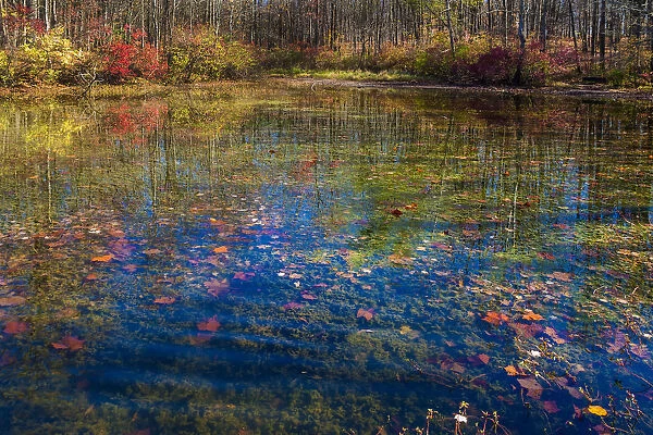 Fall foliage reflection in lake water