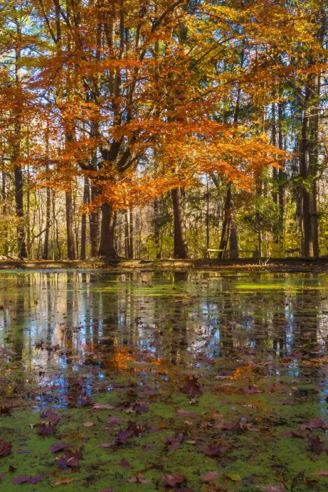 Framed Print : Fall foliage reflection in lake water Framed Print : Fall foliage reflection in lake water