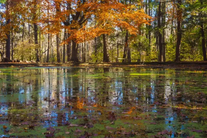 Framed Print : Fall foliage reflection in lake water