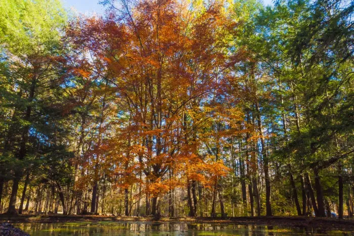 Framed Print : Fall foliage reflection in lake water
