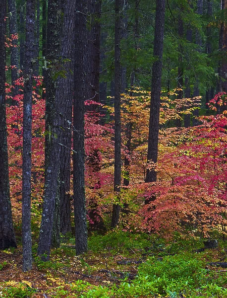A fall foliage scene at Union Creek Oregon