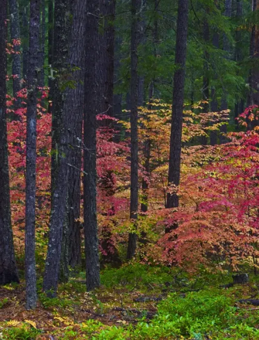 Framed Print : A fall foliage scene at Union Creek Oregon Framed Print : A fall foliage scene at Union Creek Oregon