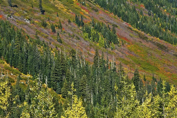 Fall foliage, Stevens Pass Area, Washington State, USA