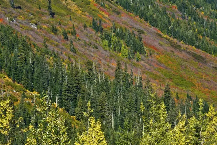 Framed Print : Fall foliage, Stevens Pass Area, Washington State, USA