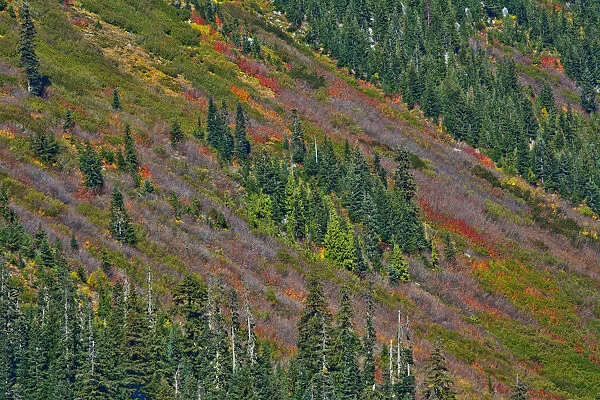 Fall foliage, Stevens Pass Area, Washington State, USA