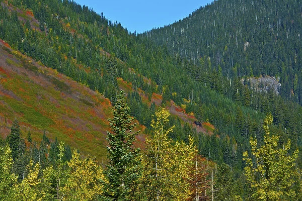 Fall foliage, Stevens Pass, Wenatchee National Forest, Washington State, USA