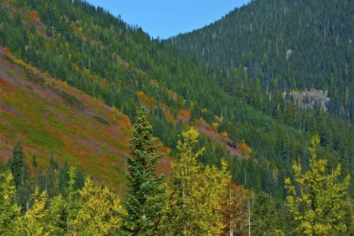 Framed Print : Fall foliage, Stevens Pass, Wenatchee National Forest, Washington State, USA Framed Print : Fall foliage, Stevens Pass, Wenatchee National Forest, Washington State, USA