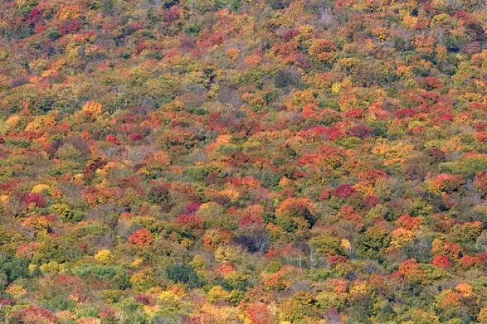 Framed Print : Fall foliage in the White Mountain National Forest, Grafton County, New Hampshire, USA