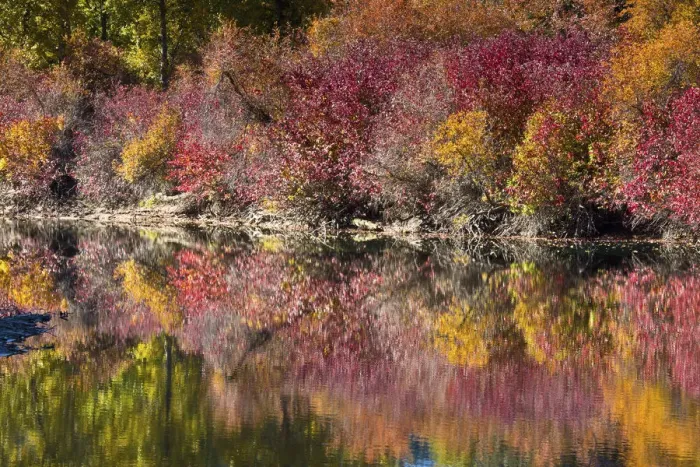 Framed Print : Fall foliage, White River Area, Wenatchee National Forest, Washington State, USA Framed Print : Fall foliage, White River Area, Wenatchee National Forest, Washington State, USA
