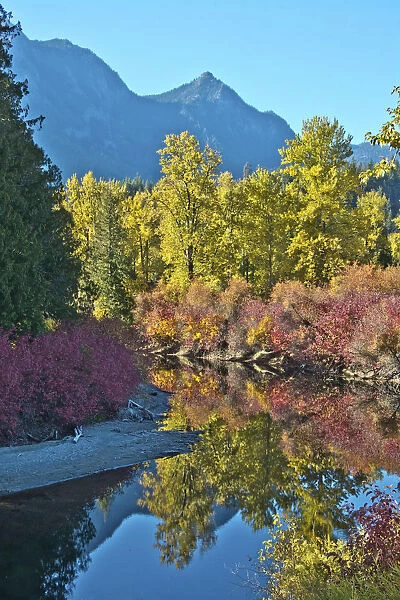 Fall foliage, White River Area, Wenatchee National Forest, Washington State, USA