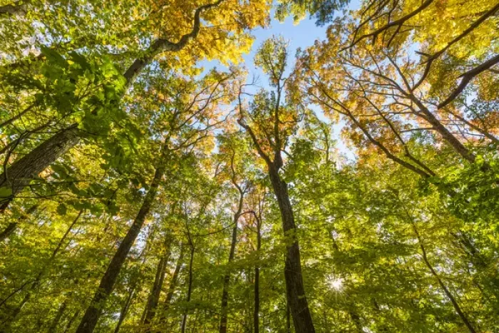 Framed Print : Fall in a forest in Amesbury, Massachusetts
