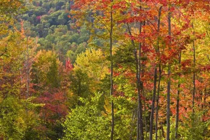 Framed Print : Fall in a forest in Grafton, New Hampshire Framed Print : Fall in a forest in Grafton, New Hampshire