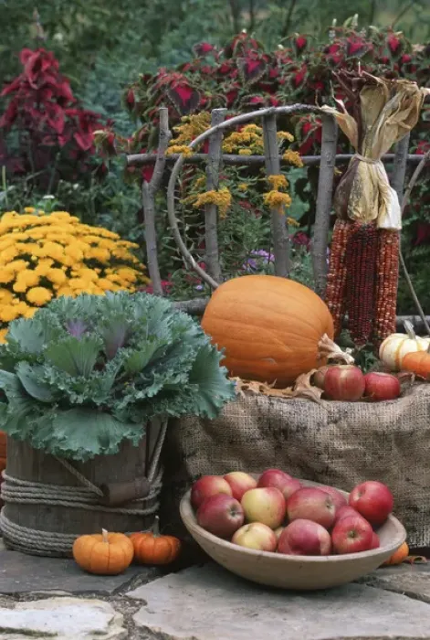 Framed Print : Fall Garden display: Ornamental Kale, Apples in bowl, Pumpkins, Mums, indian corn
