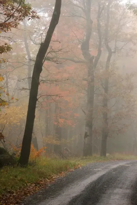 Framed Print : Fall leaves on road at Mountain Lake, Wilderness Conservancy, Piedmont, Virginia