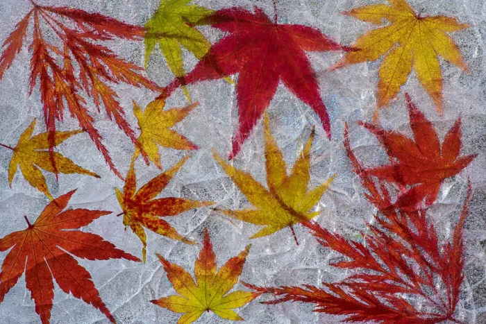 Framed Print : Fall maple leaves in ice Framed Print : Fall maple leaves in ice
