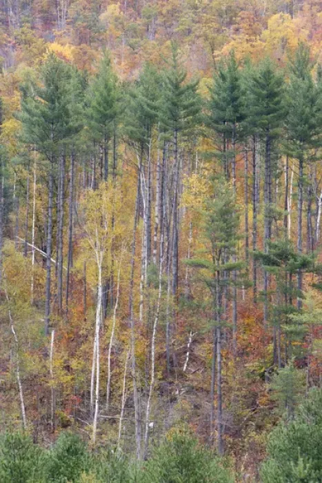 Framed Print : Fall in New Hampshires White Mountains USA Framed Print : Fall in New Hampshires White Mountains USA