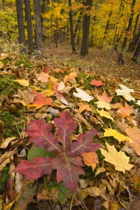 Framed Print : Fall in an oak-hickory forest on Mount Tom in Holyoke, Massachusetts. Mount Tom