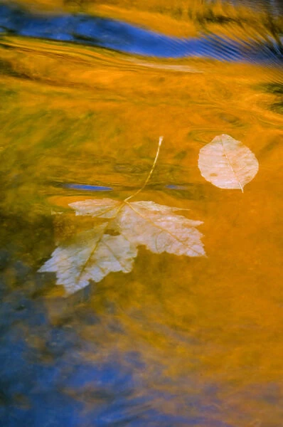 Fall reflections in water. Credit as: Nancy Rotenberg  /  Jaynes Gallery  /  DanitaDelimont