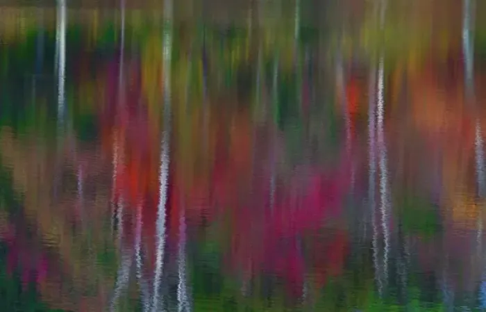 Framed Print : Fall tree reflections in Blackledge Pond Framed Print : Fall tree reflections in Blackledge Pond