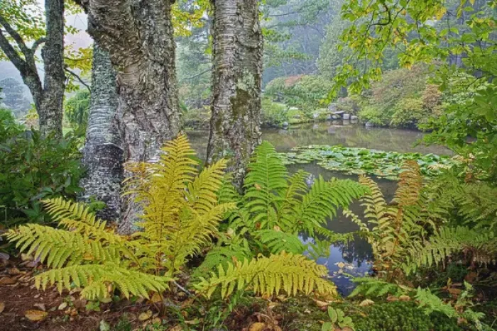 Framed Print : Fall view of pond and ferns, Asticou Gardens, Mt. Desert Island, Maine Framed Print : Fall view of pond and ferns, Asticou Gardens, Mt. Desert Island, Maine