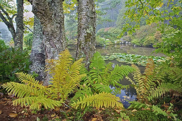 Fall view of pond and ferns, Asticou Gardens, Mt. Desert Island, Maine